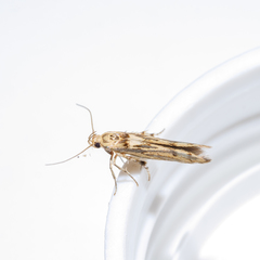 Stathmopoda plumbiflua