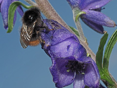 Bombus wurflenii