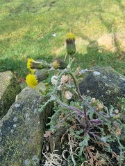 Senecio vulgaris