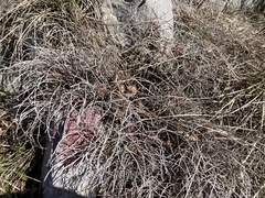 Euphorbia spinosa