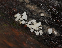 Physalacria australiensis