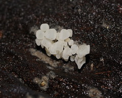 Physalacria australiensis