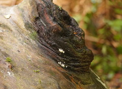 Physalacria australiensis