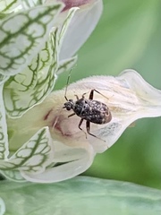 Charagochilus
