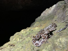 Pseudelaphe phaescens