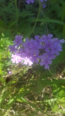 Glandularia canadensis