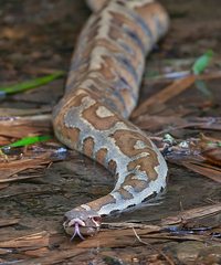 Python brongersmai