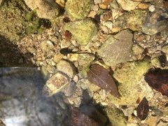Ambystoma barbouri