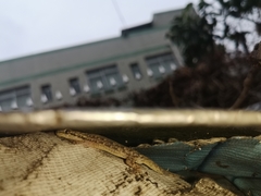 Hemidactylus bowringii