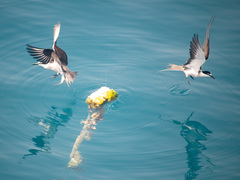 Onychoprion anaethetus