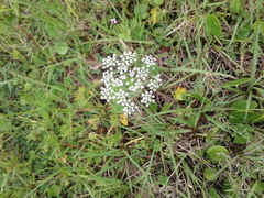 Ptilimnium capillaceum