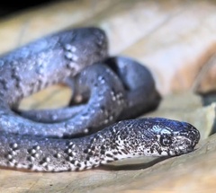 Pareas margaritophorus