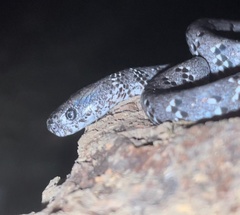 Pareas margaritophorus