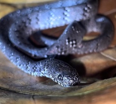 Pareas margaritophorus