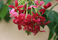 Combretum indicum