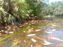 Brachydiplax chalybea