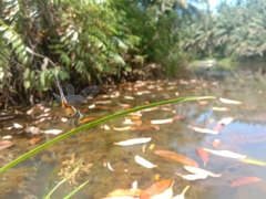 Brachydiplax chalybea