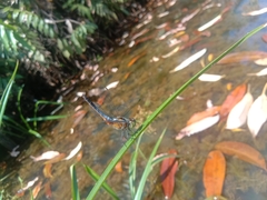 Brachydiplax chalybea