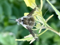 Bombylius fimbriatus