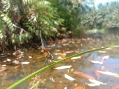 Brachydiplax chalybea