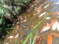 Brachydiplax chalybea