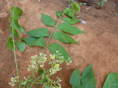 Clausena excavata image