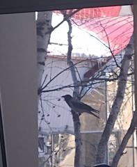 Corvus cornix