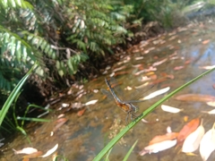 Brachydiplax chalybea