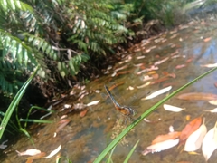 Brachydiplax chalybea