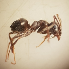 Lasius grandis