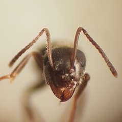 Lasius grandis