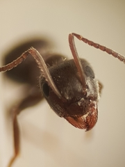 Lasius grandis