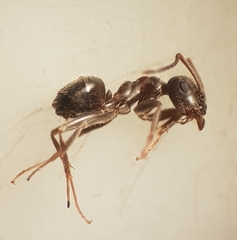 Lasius grandis