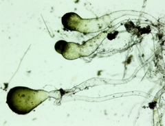 Botrydium granulatum