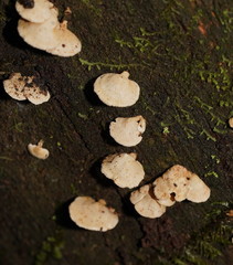 Panellus luxfilamentus