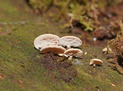 Panellus luxfilamentus