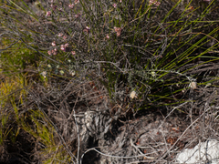 Amphithalea tomentosa