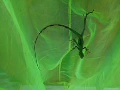 Bronchocela