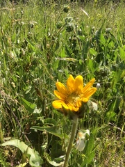 Balsamorhiza