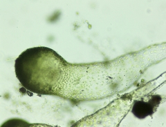 Botrydium granulatum