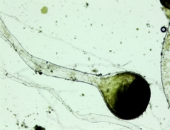 Botrydium granulatum
