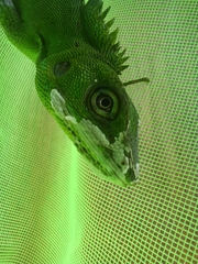 Bronchocela