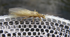 Perloidea