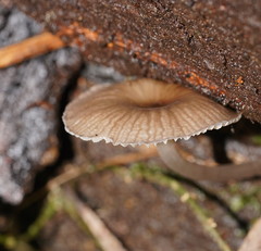 Trogia straminea