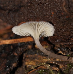 Trogia straminea