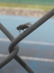 Diptera