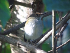 Poecilotriccus latirostris