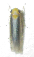 Cicadulina mbila
