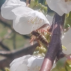 Polistes quadricingulatus