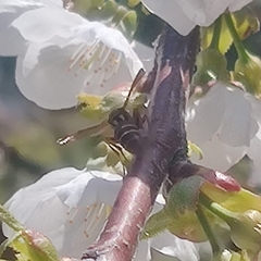 Polistes quadricingulatus